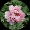 peony7288